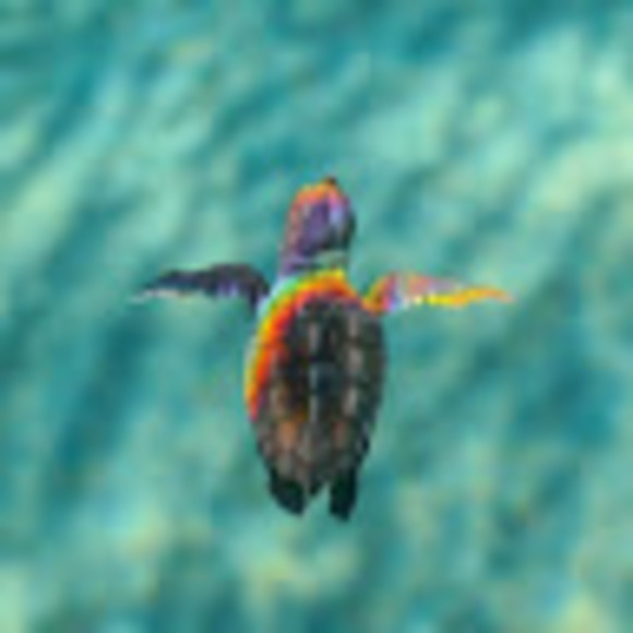 Meet your Posher, Alizarr - Picture 1 of 1